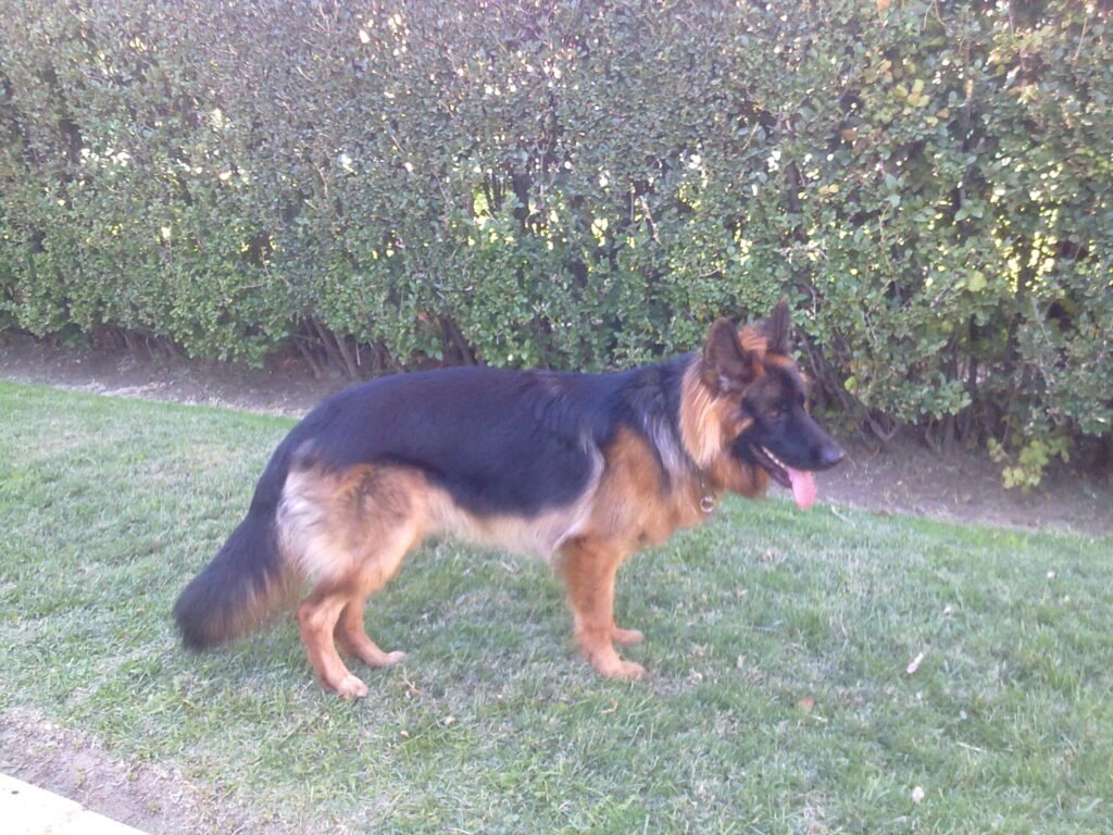 fenobarbital para perros