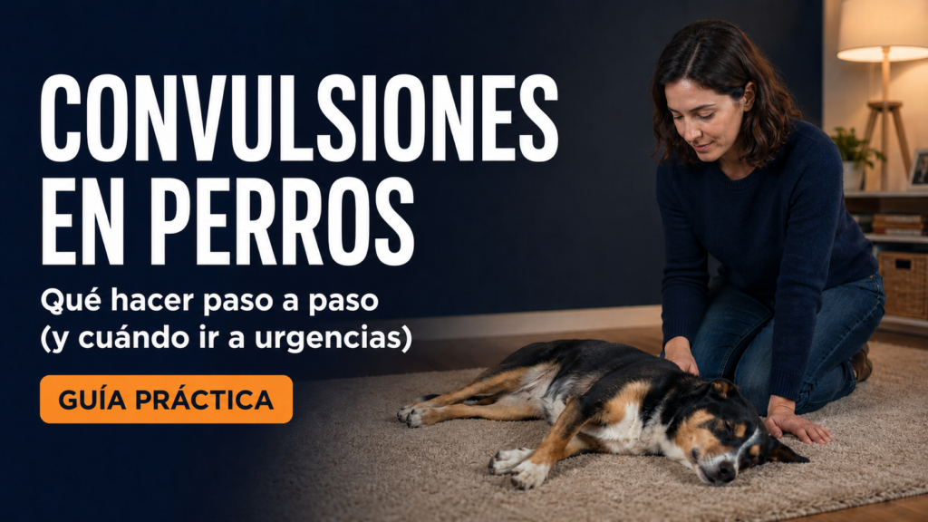 convulsiones en perros, guia practica de que hacer ante ataques de epilepsia